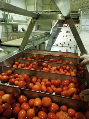 Água que filtra concentrando a linha de processamento do tomate