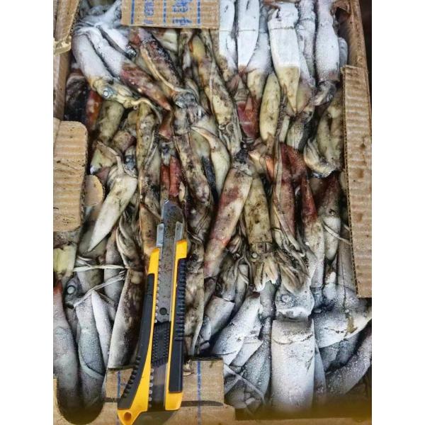 Whole Round Good Color BQF Frozen Indian Squid 100g Down
