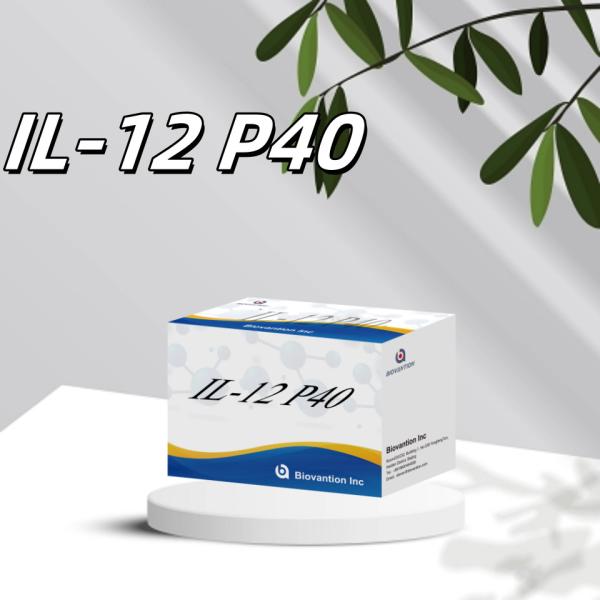 96 T Serum 98% Specificity ELISA RUO Test Kit Human IL-12 P40