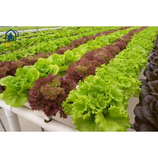 Space Saving Hydroponic Growing System Square NFT Gully System For High Yield Vegetable Growing