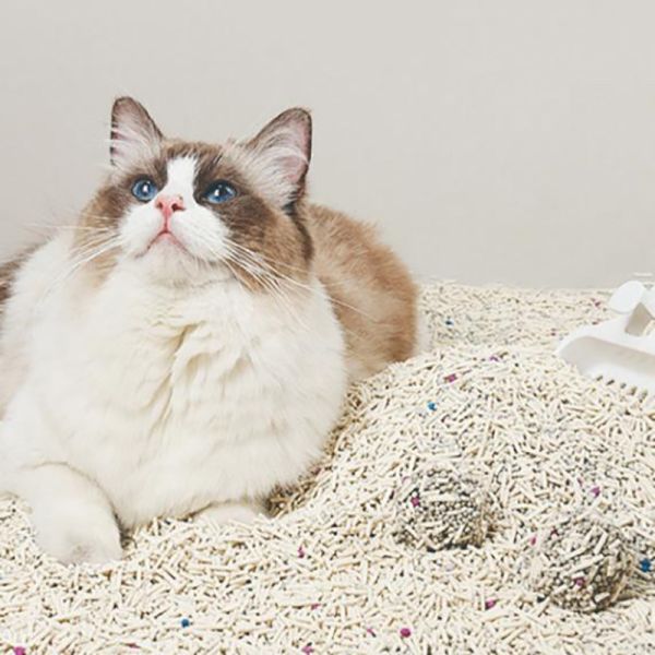 Popular Newest Product OEM/ODM Wholesale Cat Litter 100% Natural Biodegradable Tofu Mix Bentonite Cat Litter