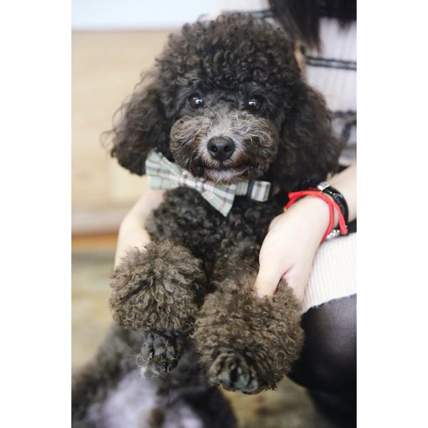 1.5cm 0.59 Inch Comfortable Bow Tie Ribbon Dog Collars With Nameplate Korea Style