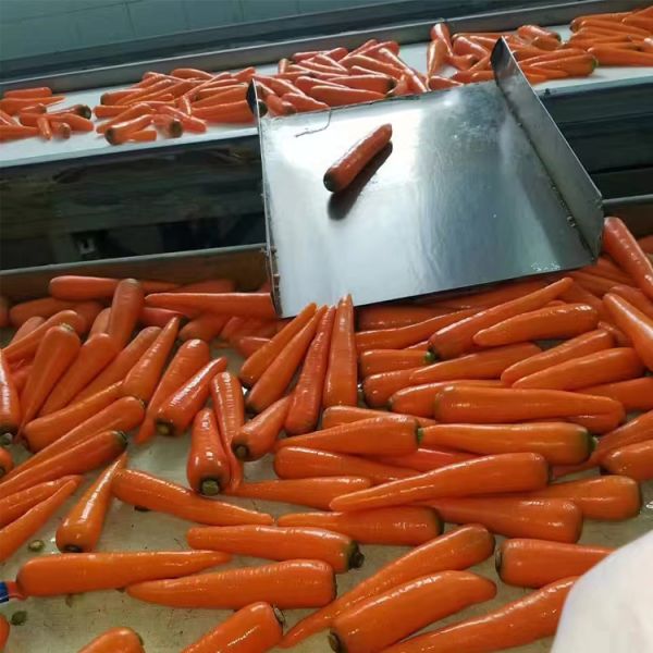 Organic Fresh Carrots Farm Grown Shandong Rich Vitamins Minerals Pure Natural Orange Red Top Grade Sweet Taste 2024 Crop China