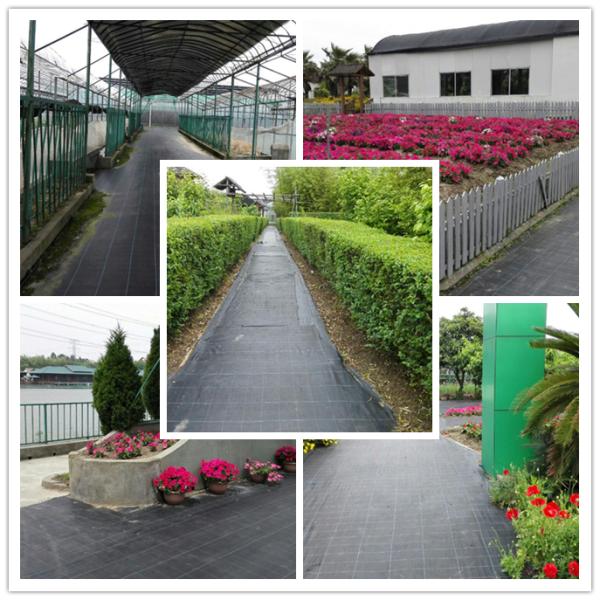 Черный анти- засоритель 100gsm разделил сплетенный фильмом полипропилен ткани Geotextile