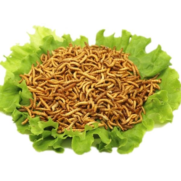 Origin Premium Dried Mealworms - Fast & Free Shipping