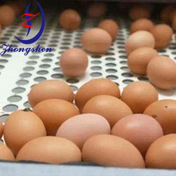 Zhongshen PP Perforated Egg Belts in Chicken Farming House
