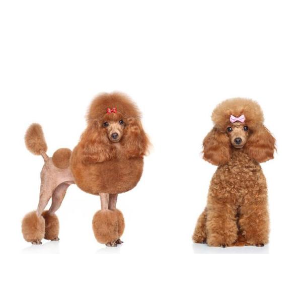 Любимец 220V клипера волос любимца PHC-4 электрический холя триммеры Clippers