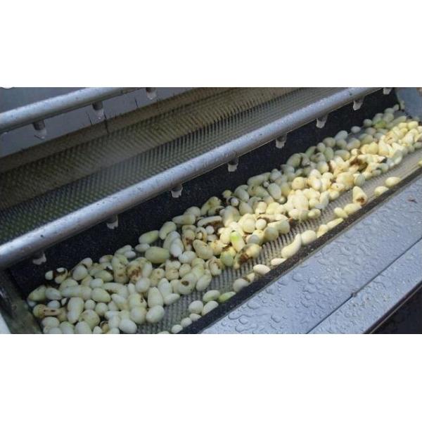 Automatic Ginger Washing Machine , Stainless Steel Vegetable Washing Equipment