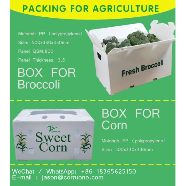 Коробка сота ящиков для хранения Корфлейт брокколи рифленая для плодов