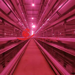Large-Scale Egg Production Layer Chicken Cage System for Algeria Farms