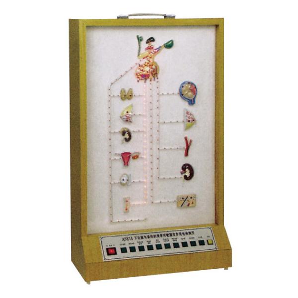 Electric model of Hypothalamic Hypophyseal system human organs model