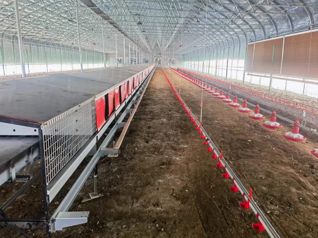 Commercial Fully Automatic Nest Box Poultry Farming Equipment Egg Collection Nest Box