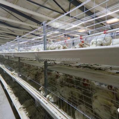 Hot Dip Galvanized H Type Automatic Battery Cage for Broiler Chickens