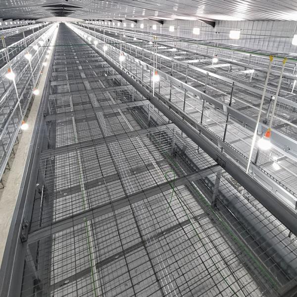 Клетка цыпленока младенца курочки 80 дней обрабатывая землю цыплята 4 пола автоматический выпивать 3/