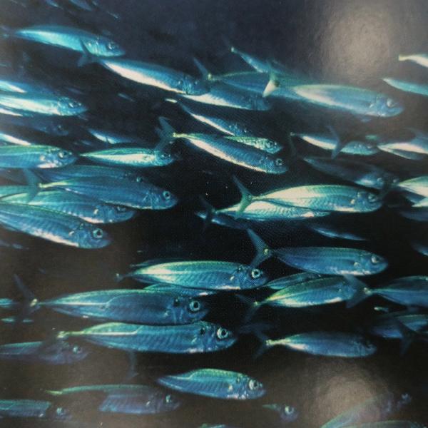 Городские рыбные страны рыбные детские книжные типографии Смит сшиты экологически чистой чернилами и бумагой FSC