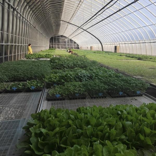 Package Gross Weight 100.000kg Sunlight Greenhouse Drip Irrigation for Flower Planting