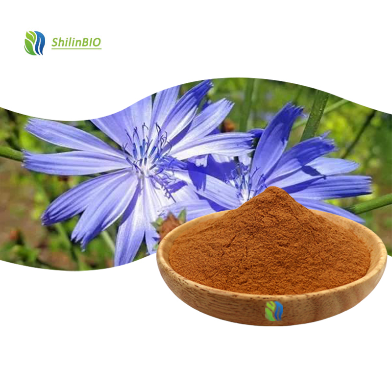 High Quality 1%-4%  Cichoric Acid Powder CAS 6537-80-0 ISO/HACCP