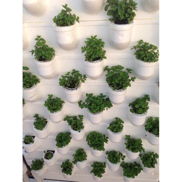 IGreen New Designed Wall Type Hydroponic Vertical Growing Systems