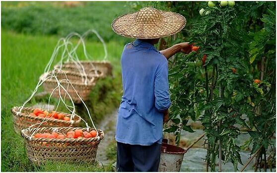 Antioxidant Tomato Extract Natural Healthy Resisting Cancer Lycopene Powder