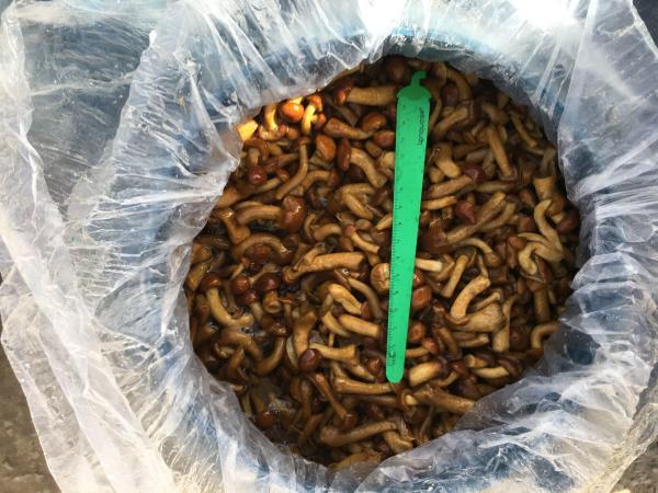Delicious Frozen Mushrooms Perfect for Your Business Needs Nameko in Brine