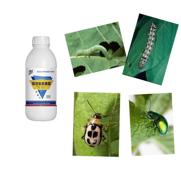 Forte toxicidade Pesticidas para árvores frutíferas 10% Beta-cipermetrina Valerato SC Controle de pragas Lepidotérmicas