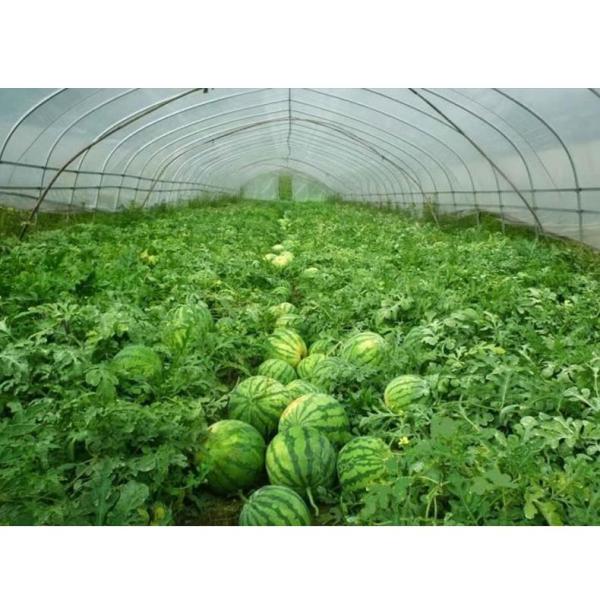 Manafacture PE Material Pre-stretch Perforated UV Resistant Agriculture Film Cover Material and PE Material poly green