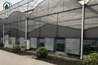 Modern Large Multi Span Greenhouse With Hydroponic System For Phalaenopsis Mochis Planting
