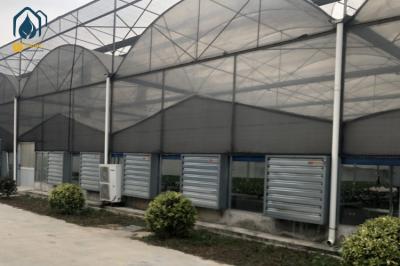 Modern Large Multi Span Greenhouse With Hydroponic System For Phalaenopsis Mochis Planting