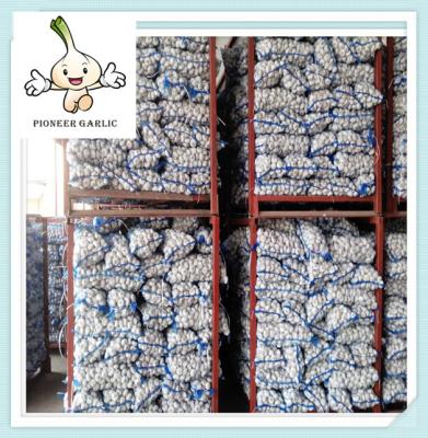6cm size garlic snow white garlic Best Price Natural Fresh Garlic from Shandong