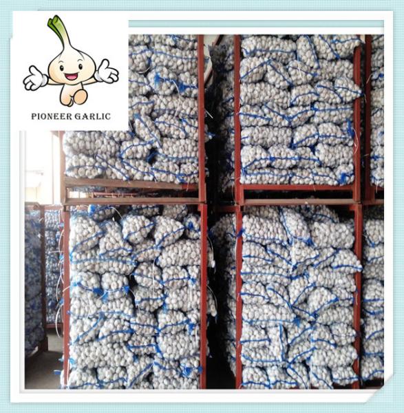 6cm size garlic snow white garlic Best Price Natural Fresh Garlic from Shandong