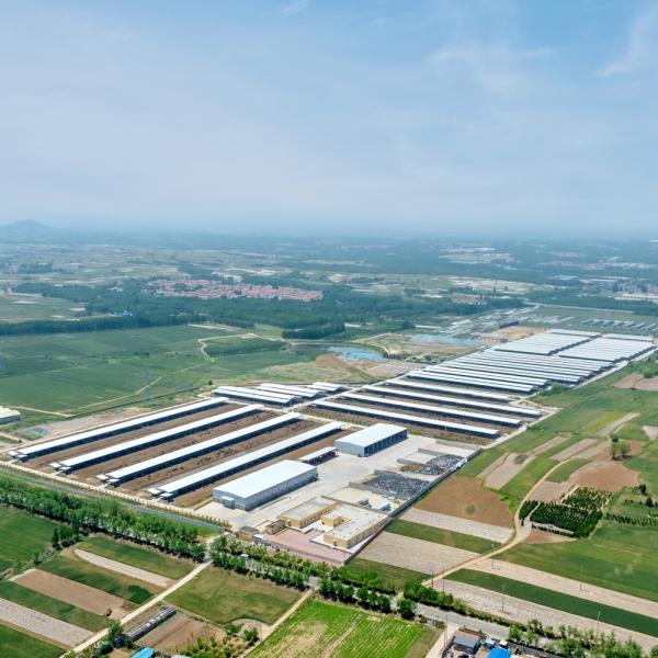 Modern Light Steel Frame Cattle Shed with Galvanized Steel Structure