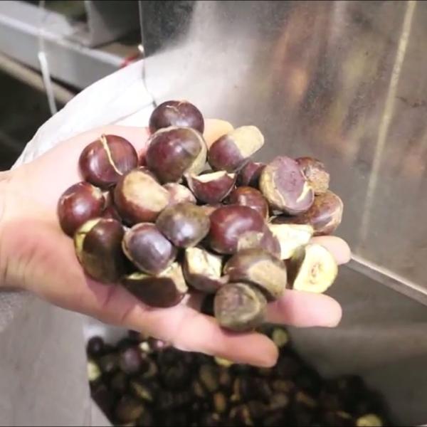 AI powered Durable 304 Stainless Steel Chestnut Sorting Solution with 8 lanes + 8 outlets: Delivering High Accuracy and Labor Savings for Consistent Production Outcomes