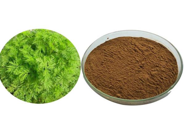 Food Grade Wormwood Antimalarial Artemisia Annua Extract