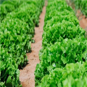 Adubo líquido do ácido aminado Nontoxic para vegetais da estufa