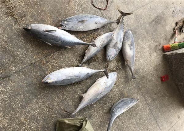 Natural Color 1.5kg Seafood Frozen Bonito Tuna For Smoked