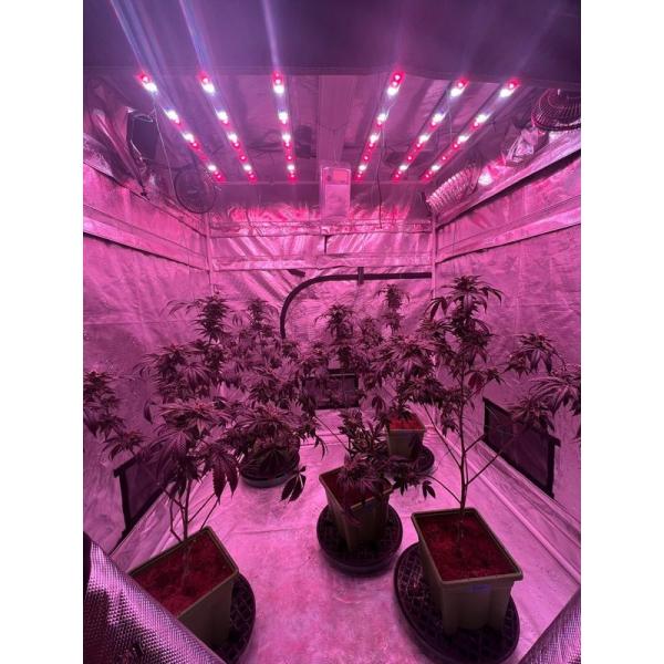 780watt Commercial Lighting LED Plant Grow Light With UV And IR For Hydroponic Fruit