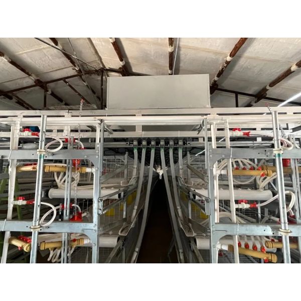Automatic Poultry Farming Equipment with Nipple Drinkers 48VDC Dimmable Lighting and Galvanized Steel Frame