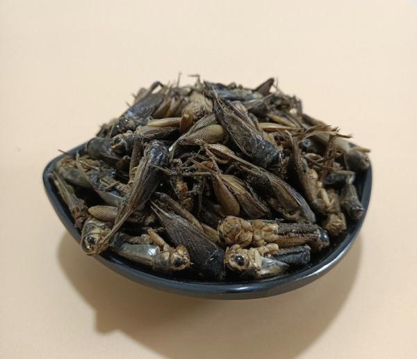 High Protein Dried Crickets Crispy Taste 12 Months Shelf Life