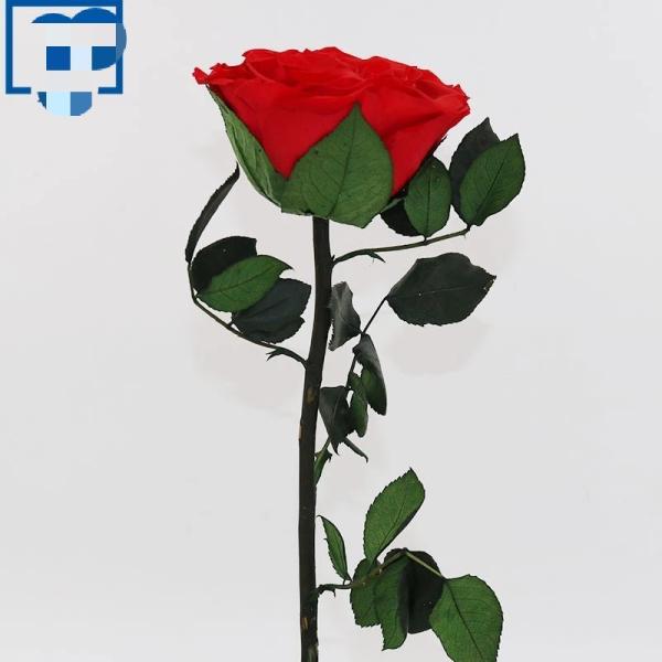 10cm Preserved Flower Rose with Stem Long 30cm Real natural fresh roses