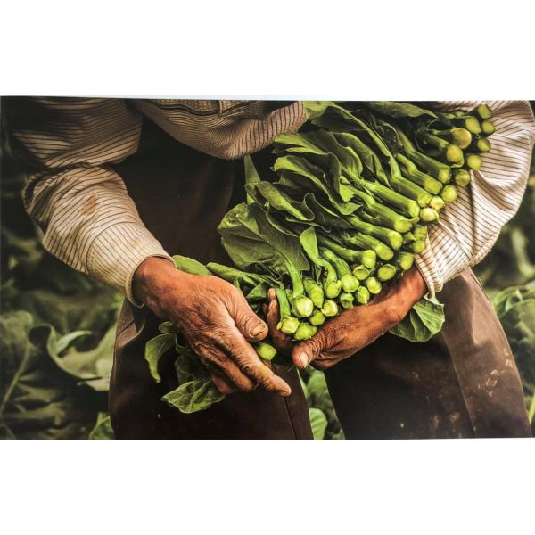 100% натуральные инсектициды и пестициды для растений из листьев томатов SC PrGV Bt