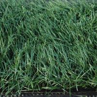 PE Grama artificial de lazer Dtex 16200 para zonas de animação e campos desportivos com diâmetro 3/8