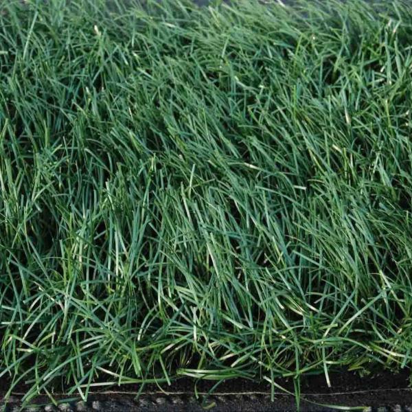PE Grama de colocação artificial Dtex 12000 para campos desportivos com diâmetro 5/8'
