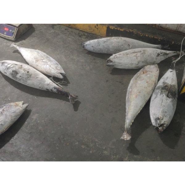 Желтопра размера 5kg 10kg круга BQF моря кошельковый невод тунца замороженного всего свежий замороженный