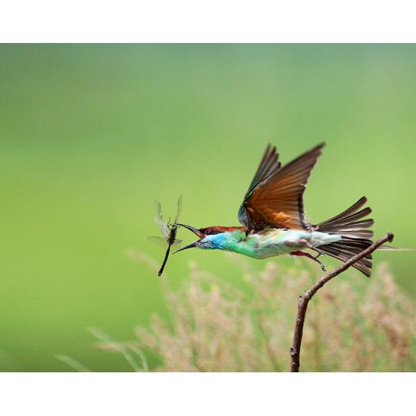 3.5x HD Mobile Phone Telephoto Lens Attachable Lens For All Smartphones