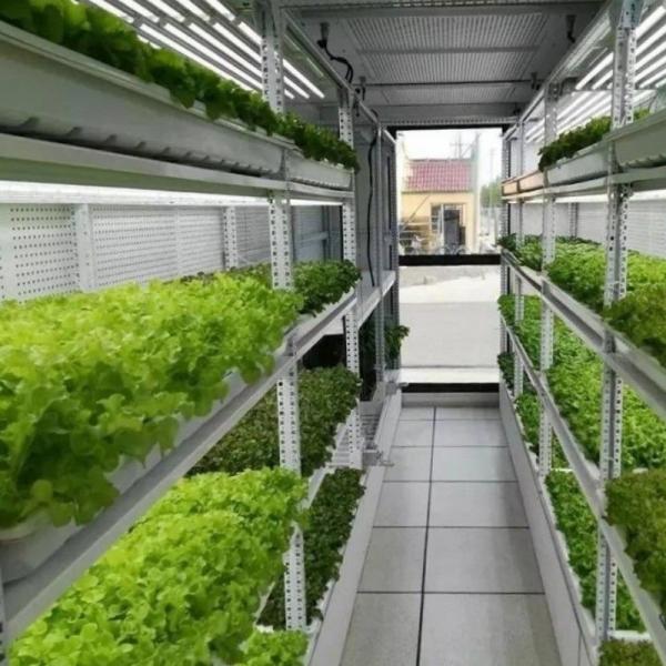 Tingzhou Juxiang Sistema de cultivo hidropónico totalmente automático para vegetais Frutas Flores