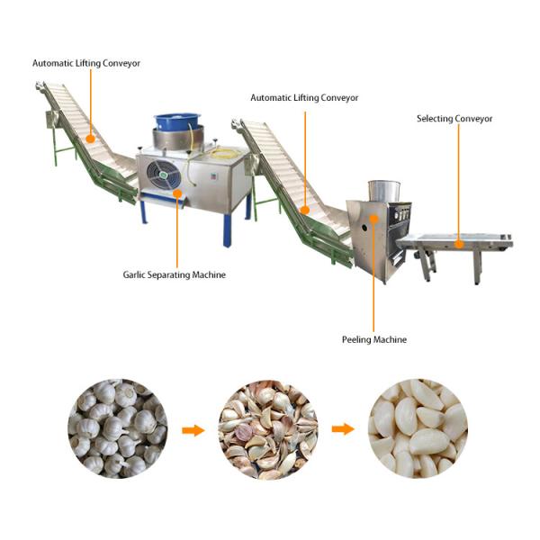 Industrial Automatic garlic peeling machine production line garlic processing machines