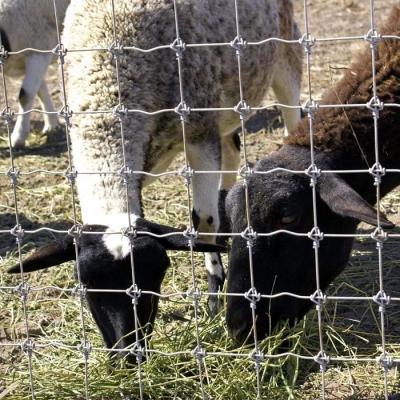 1.8m Height Goat Farm Wire Mesh Fence Hot Dipped Galvanized Anti Corrosion
