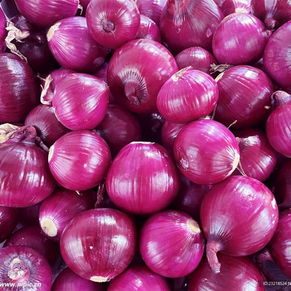 Wholesale Organic 5-8 cm Fresh Red Onion High Demand Agricultural Product with Best Price