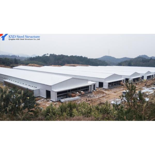 Sistema automático de limpieza de estiércol de pollo de la casa de aves de corral alimentación en jaula