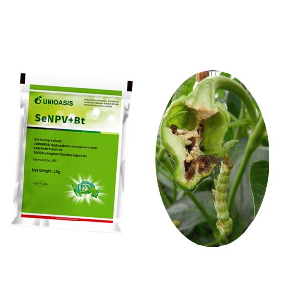 Insecticidas biológicos orgánicos WP Pesticidas naturales en polvo Virus de poliedrosis nuclear SeNPV Efecto sobre el gusano de la col